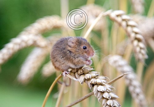 Harvest Mouse DM0613